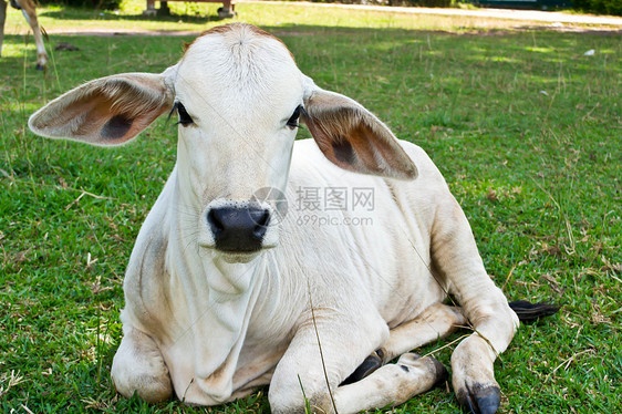 草地里的牛草本植物草原奶制品奶牛乳房农村牧场场地牛奶家畜图片