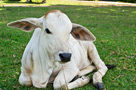 草地里的牛蓝色草原奶制品牛肉小牛村庄草本植物牛奶动物经济图片