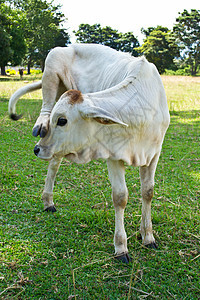 草地里的牛牛肉村庄天空草原农村环境奶牛家畜牛奶奶制品图片