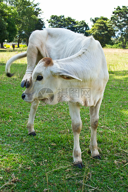 草地里的牛牛肉村庄天空草原农村环境奶牛家畜牛奶奶制品图片