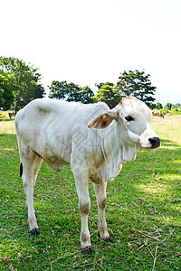 草地里的牛牛奶小牛母牛动物农场哺乳动物奶牛动物群草本植物家畜图片