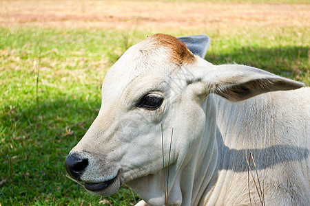 草地里的牛农场牛肉牛奶场地母牛农田天空哺乳动物动物群草原图片