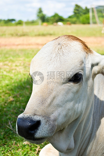 草地里的牛草本植物小牛牛奶草原农田环境经济天空动物配种图片