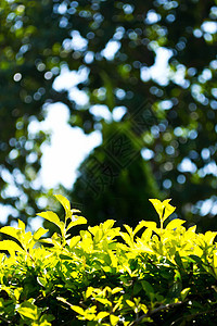 调频器植物叶子品果绿色画幅花瓣报复图片