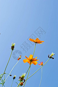 花朵和天空宇宙场地橙子花园晴天花瓣草地蓝色植物学植物图片