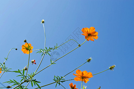 花朵和天空花园花粉热带晴天橙子花瓣草地环境植物群场地图片
