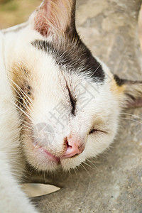 猫咪睡觉爪子宠物哺乳动物小猫毛皮动物猫科乐趣头发耳朵图片