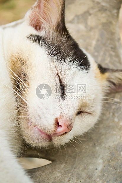 猫咪睡觉爪子宠物哺乳动物小猫毛皮动物猫科乐趣头发耳朵图片