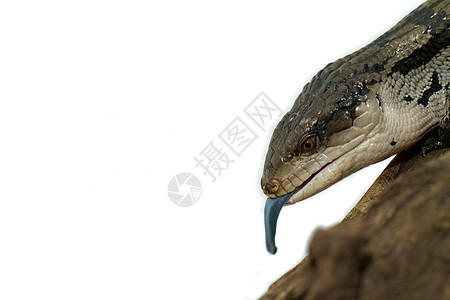 蓝舌皮肤黑色眼睛侵略蜉蝣动物危险宏观蜥蜴爬虫动物学图片