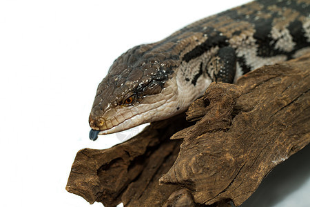 蓝舌皮肤野生动物爬虫情调黑色蜉蝣蜥蜴眼睛侵略异国动物学图片
