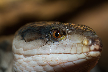 白背景的蓝舌皮肤危险爬虫野生动物石龙子捕食者蜥蜴异国濒危侵略情调图片
