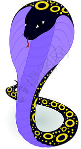 紫色眼镜蛇图片