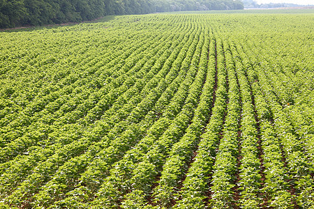 农业培育线条土地农场绿色国家环境乡村土壤工作图片
