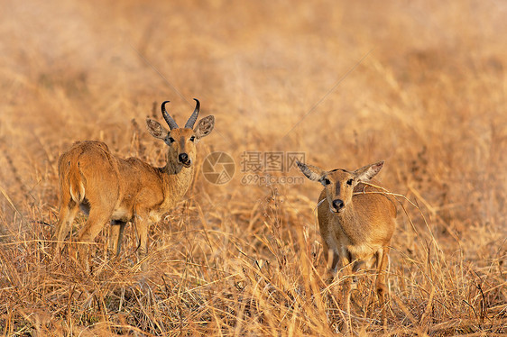 野生伊卜拉游戏旅行食草动物衬套哺乳动物大草原荒野野生动物国家图片