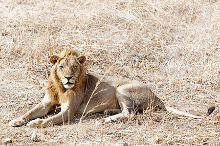野狮狮子头发捕食者公园眼睛黄色食肉毛皮草地国家图片