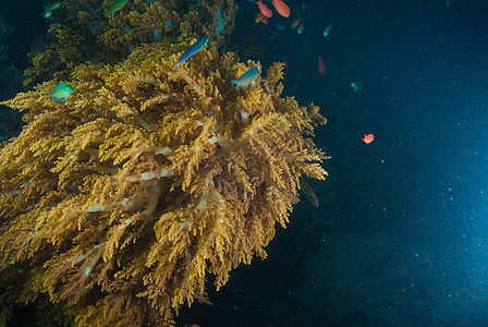 巴厘的水下珊瑚 鱼类和植物情调海浪蓝色世界水族馆热带浮潜海绵潜水员海洋图片