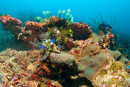 巴厘的水下珊瑚 鱼类和植物野生动物世界蓝色海星海洋海浪海绵呼吸管星星情调图片