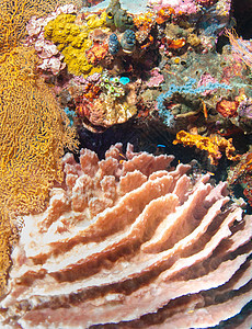 巴厘的水下珊瑚 鱼类和植物野生动物蓝色潜水员潜水呼吸管浮潜异国海绵海洋世界图片