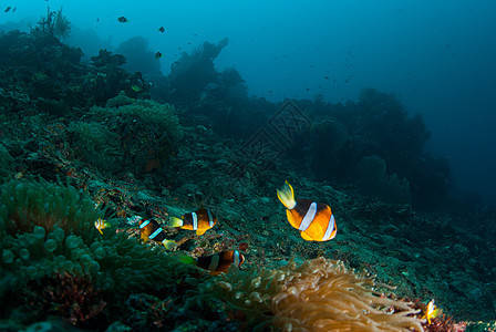 巴厘的水下珊瑚 鱼类和植物海藻潜水星星荒野海星海绵海浪呼吸管蓝色世界图片