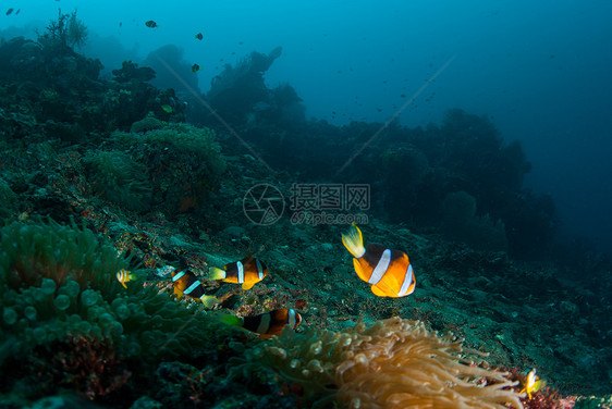 巴厘的水下珊瑚 鱼类和植物海藻潜水星星荒野海星海绵海浪呼吸管蓝色世界图片