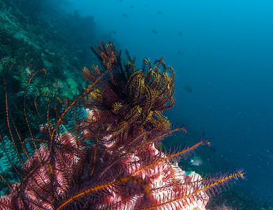 巴厘的水下珊瑚 鱼类和植物呼吸管海洋潜水员异国蓝色潜水世界野生动物星星橙子图片