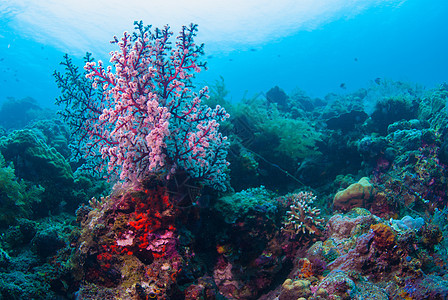 巴厘的水下珊瑚 鱼类和植物异国荒野浮潜蓝色海藻呼吸管海星海绵潜水野生动物图片