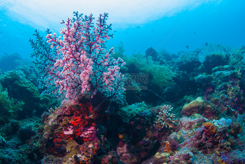 巴厘的水下珊瑚 鱼类和植物异国荒野浮潜蓝色海藻呼吸管海星海绵潜水野生动物图片
