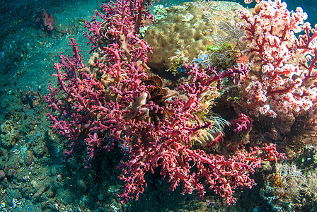巴厘的水下珊瑚 鱼类和植物海藻蓝色海浪乐趣水族馆热带星星橙子潜水海绵图片
