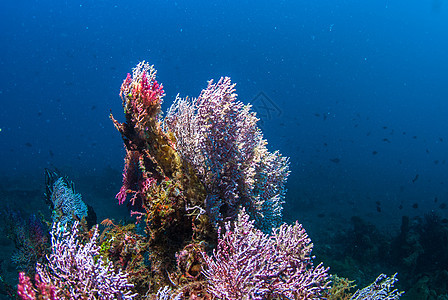 巴厘的水下珊瑚 鱼类和植物异国星星潜水世界海洋荒野橙子水族馆呼吸管乐趣图片
