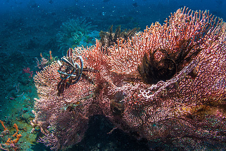 巴厘的水下珊瑚 鱼类和植物乐趣橙子热带野生动物世界海浪潜水员海洋蓝色潜水图片