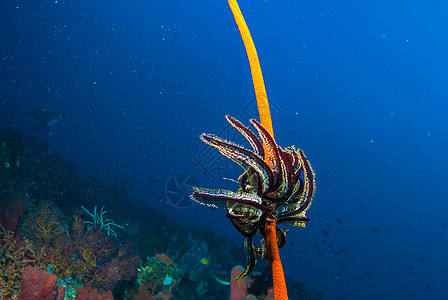 巴厘的水下珊瑚 鱼类和植物潜水乐趣荒野水族馆热带海藻呼吸管星星异国橙子图片