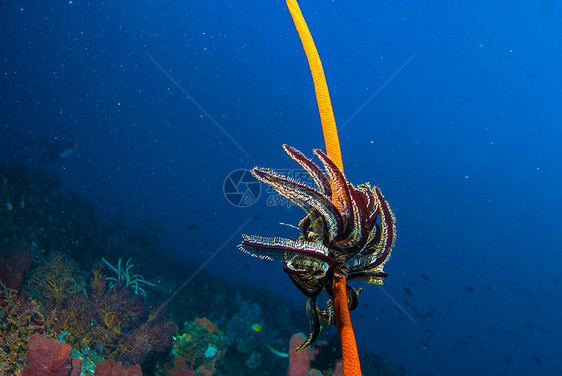 巴厘的水下珊瑚 鱼类和植物潜水乐趣荒野水族馆热带海藻呼吸管星星异国橙子图片