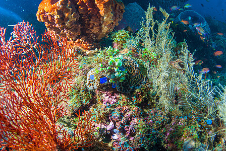 巴厘的水下珊瑚 鱼类和植物热带浮潜乐趣荒野蓝色海洋海绵野生动物潜水呼吸管图片