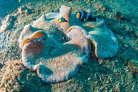 巴厘的水下珊瑚 鱼类和植物海星蓝色海藻潜水员世界潜水海绵野生动物情调异国图片