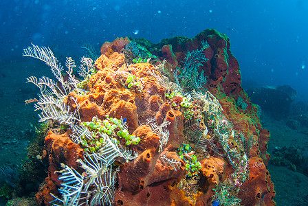 巴厘的水下珊瑚 鱼类和植物潜水海洋野生动物海绵世界潜水员海藻海星荒野橙子图片