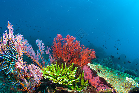 巴厘的水下珊瑚 鱼类和植物潜水乐趣蓝色海绵世界橙子海洋浮潜呼吸管海浪图片