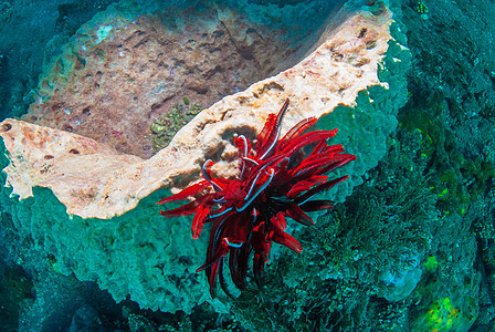 巴厘的水下珊瑚 鱼类和植物异国乐趣海藻呼吸管潜水潜水员海星情调世界热带图片