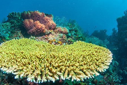 巴厘的水下珊瑚 鱼类和植物水族馆情调海洋乐趣世界橙子热带海星海浪潜水图片