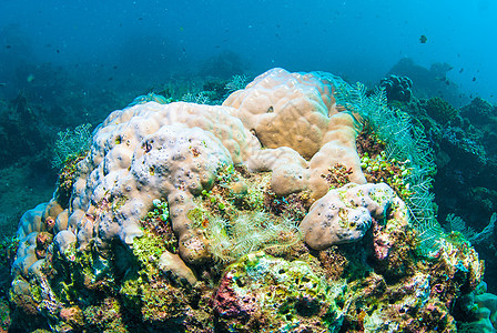 巴厘的水下珊瑚 鱼类和植物浮潜潜水水族馆呼吸管异国海洋热带乐趣蓝色星星图片