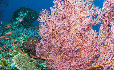 巴厘的水下珊瑚 鱼类和植物橙子世界蓝色海藻浮潜荒野潜水员潜水海星海浪图片