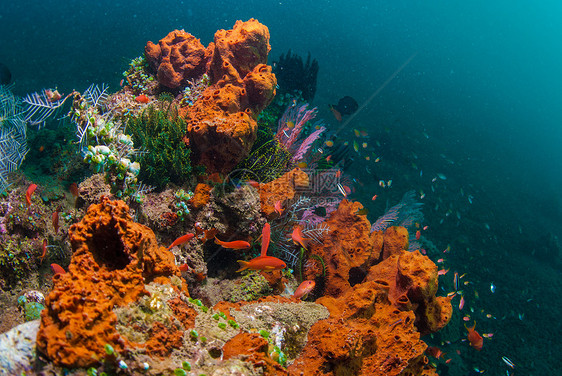 巴厘的水下珊瑚 鱼类和植物情调世界潜水潜水员海星呼吸管浮潜异国海洋星星图片