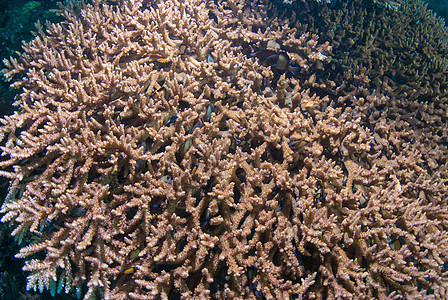 鹿角珊瑚星星蓝色潜水员殖民地世界植物海洋橙子呼吸管海浪图片