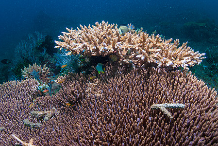 鹿角珊瑚野生动物乐趣呼吸管世界海星水族馆海绵海浪植物海洋图片