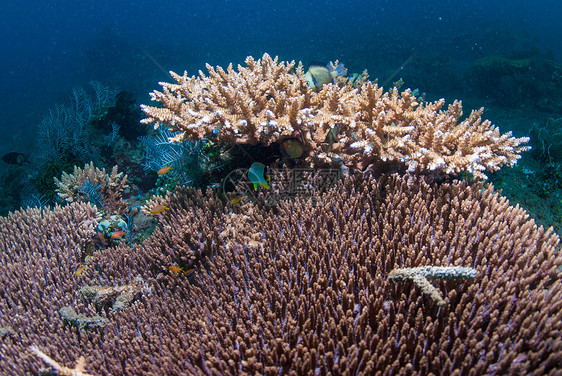 鹿角珊瑚野生动物乐趣呼吸管世界海星水族馆海绵海浪植物海洋图片