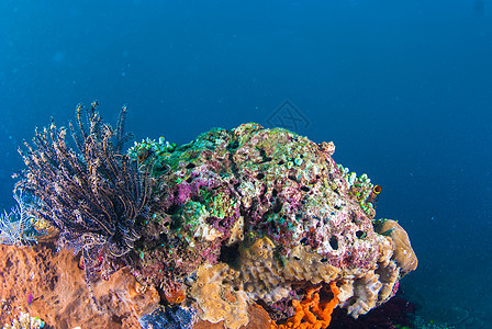 巴厘的水下珊瑚 鱼类和植物星星呼吸管情调野生动物热带橙子海绵乐趣荒野水族馆图片