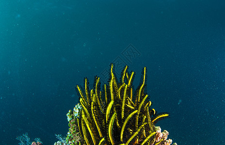 巴厘的水下珊瑚 鱼类和植物呼吸管海绵乐趣异国海浪潜水野生动物浮潜世界海洋图片