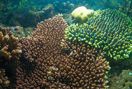 巴厘的水下珊瑚 鱼类和植物海藻乐趣情调潜水潜水员呼吸管海星异国热带海浪图片
