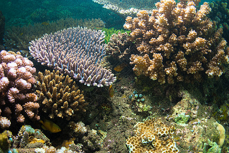 巴厘的水下珊瑚 鱼类和植物水族馆海洋呼吸管海绵海星潜水员星星世界情调海藻图片