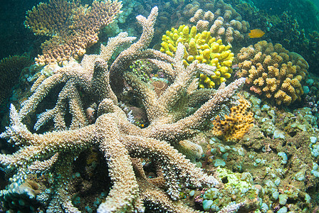 巴厘的水下珊瑚 鱼类和植物海浪潜水海洋热带蓝色海星异国橙子潜水员海绵图片