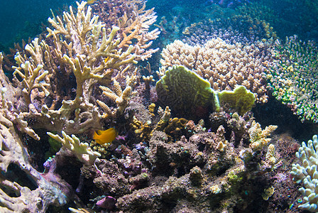巴厘的水下珊瑚 鱼类和植物异国热带海藻野生动物星星浮潜荒野世界潜水海绵图片